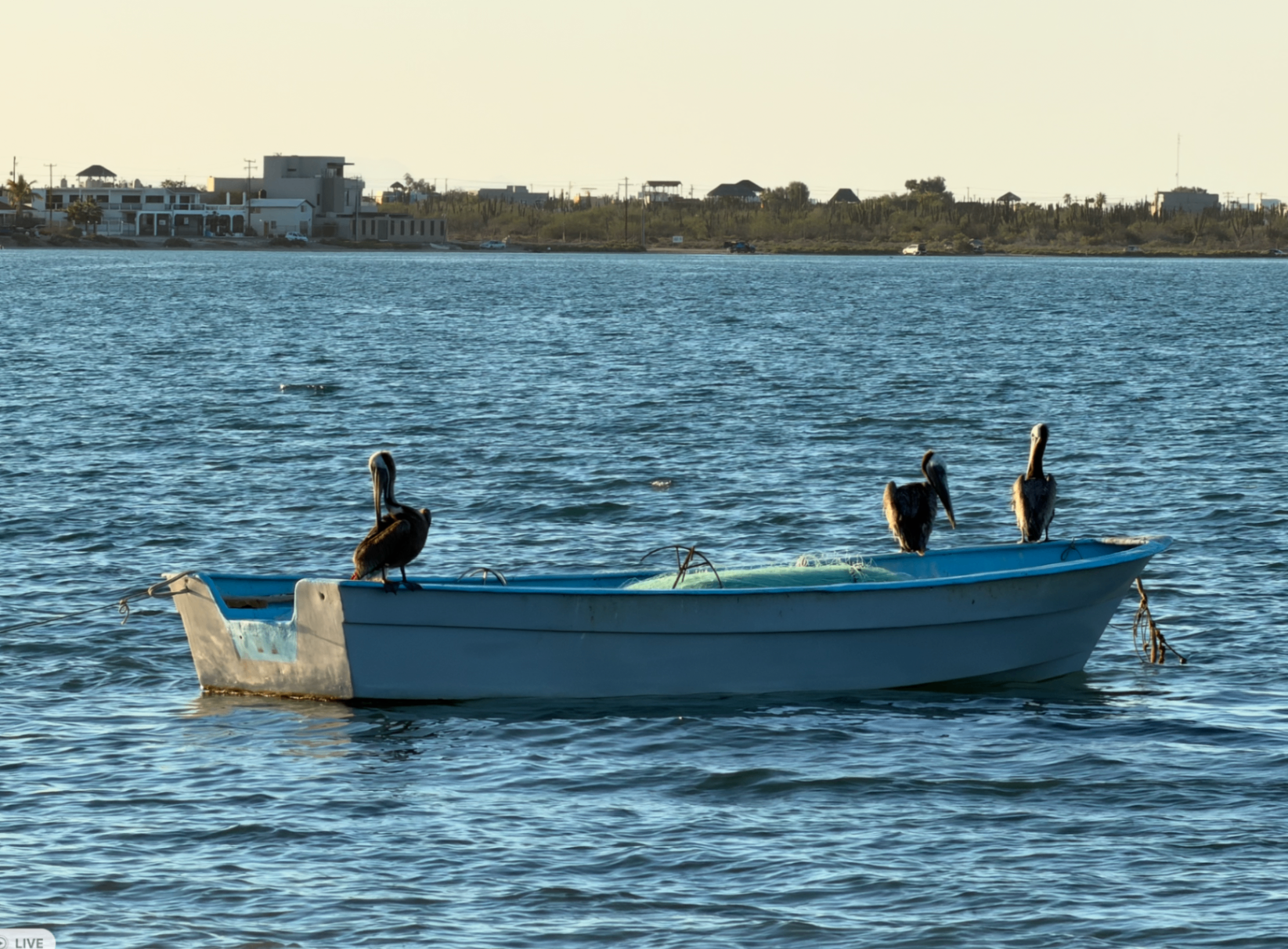 Pelicans perched on a blue and white panga at Playa El Comitán with the bay behind